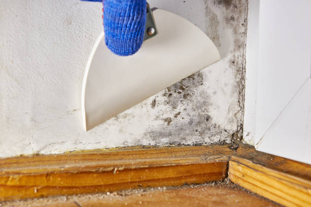 Best Industrial Mold Remediation  in Johnston, SC